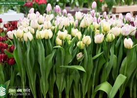 Tulipa Shirley Double ® (2)